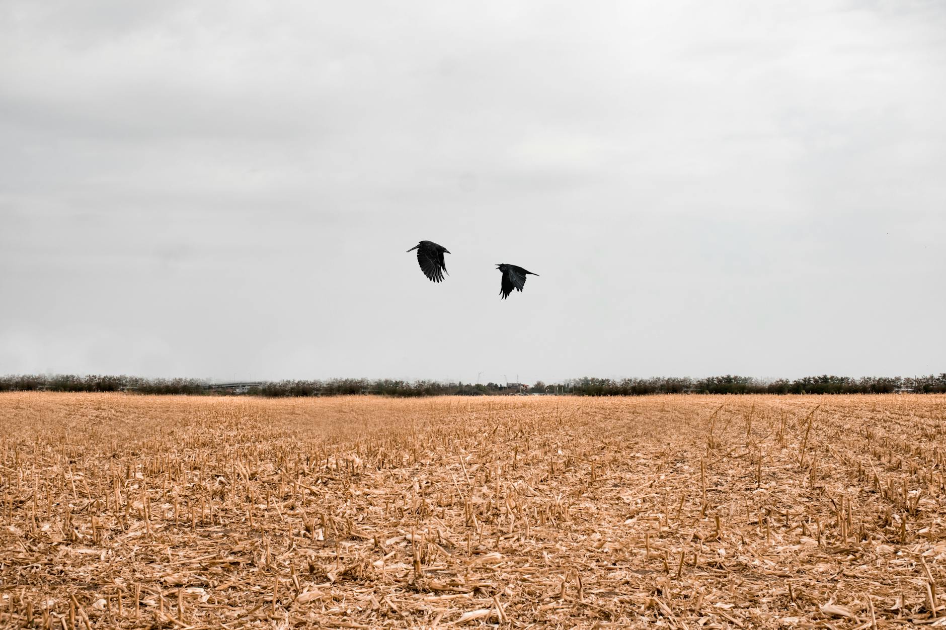 Two crows flying over a field on a cloudy day.
