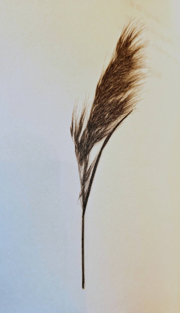 An illustration of a barley plant from Mary Oliver's book Blue Iris.