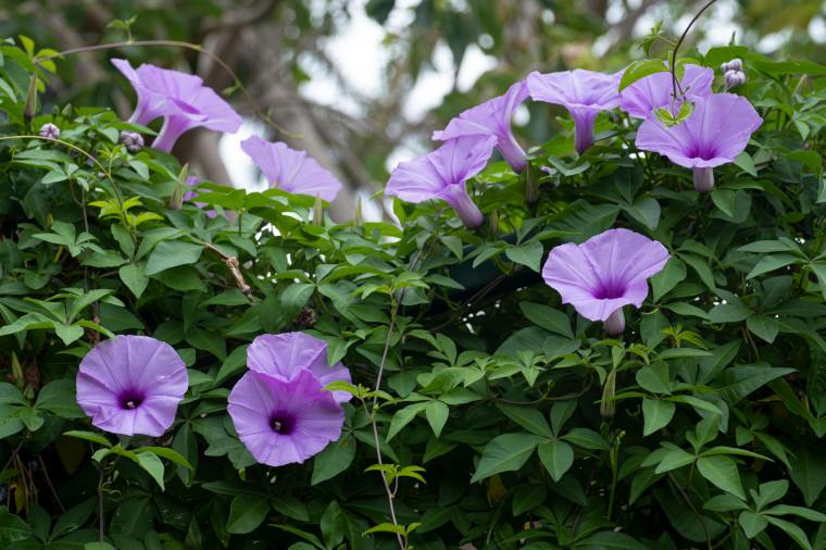 A photograph of purple morning glories.